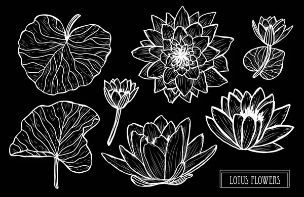 Decoratieve Lotusbloemen Instellen Ontwerpelementen Kan Worden Gebruikt Voor Kaarten Uitnodigingen — Stockvector