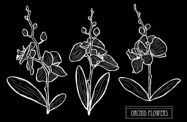 装饰兰花花 设计元素 可用于卡片 打印设计 花卉背景的线条艺术风格 — 图库矢量图片