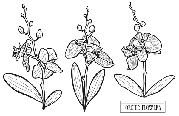 Flores Decorativas Orquídea Elementos Diseño Puede Utilizar Para Tarjetas Invitaciones — Archivo Imágenes Vectoriales