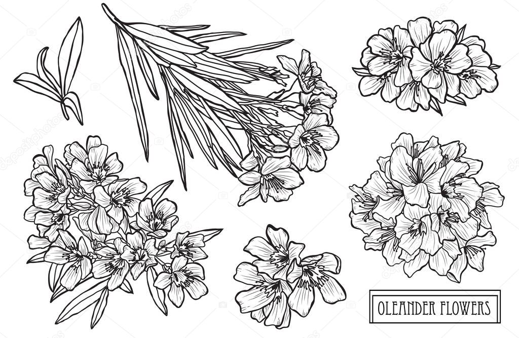 Decorative oleander flowers set, design elements. Can be used for cards, invitations, banners, posters, print design. Floral background in line art style