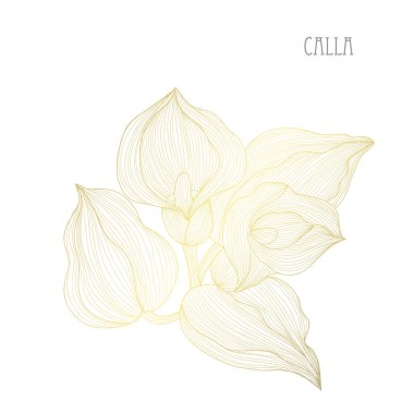 Dekoratif calla çiçekler, tasarım öğeleri. Tasarımını yazdırma, kartları, davetiyeleri, afişler, posterler için kullanılabilir. Altın çiçek