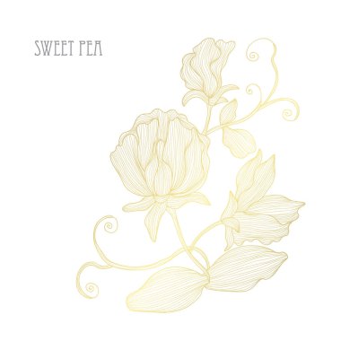 Dekoratif tatlı bezelyem çiçekler, tasarım öğeleri. Tasarımını yazdırma, kartları, davetiyeleri, afişler, posterler için kullanılabilir. Altın çiçek