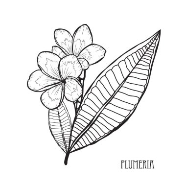 Dekoratif plumeria çiçekler, tasarım öğeleri. Tasarımını yazdırma, kartları, davetiyeleri, afişler, posterler için kullanılabilir. Çiçek arka planda satır sanat tarzı