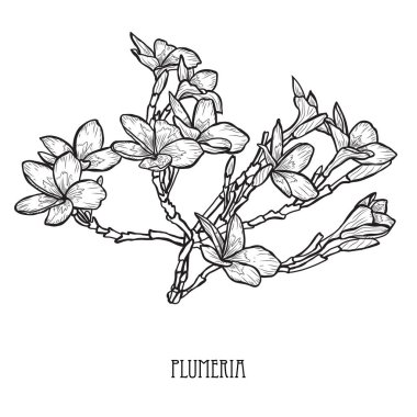 Dekoratif plumeria çiçekler, tasarım öğeleri. Tasarımını yazdırma, kartları, davetiyeleri, afişler, posterler için kullanılabilir. Çiçek arka planda satır sanat tarzı