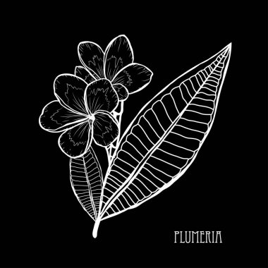 Dekoratif plumeria çiçekler, tasarım öğeleri. Tasarımını yazdırma, kartları, davetiyeleri, afişler, posterler için kullanılabilir. Çiçek arka planda satır sanat tarzı