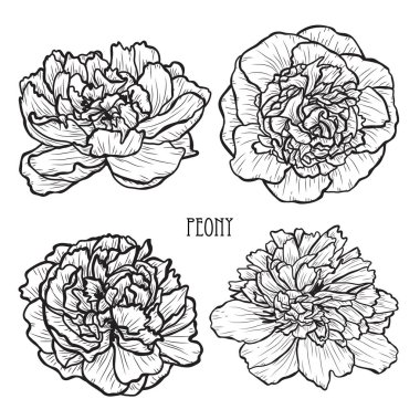 Dekoratif şakayık çiçekleri ayarla, tasarım öğeleri. Tasarımını yazdırma, kartları, davetiyeleri, afişler, posterler için kullanılabilir. Çiçek arka planda satır sanat tarzı