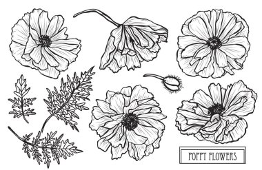 Dekoratif haşhaş çiçekler ayarla, tasarım öğeleri. Tasarımını yazdırma, kartları, davetiyeleri, afişler, posterler için kullanılabilir. Çiçek arka planda satır sanat tarzı