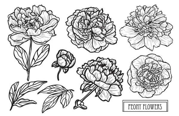 Decoratieve Peony Bloemen Instellen Ontwerpelementen Kan Worden Gebruikt Voor Kaarten — Stockvector