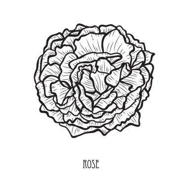 Dekoratif gül çiçek, tasarım öğesi. Tasarımını yazdırma, kartları, davetiyeleri, afişler, posterler için kullanılabilir. Çiçek arka planda satır sanat tarzı