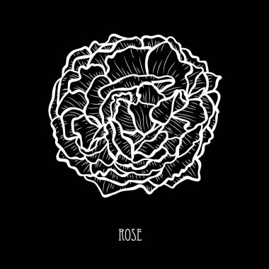 Dekoratif gül çiçek, tasarım öğesi. Tasarımını yazdırma, kartları, davetiyeleri, afişler, posterler için kullanılabilir. Çiçek arka planda satır sanat tarzı