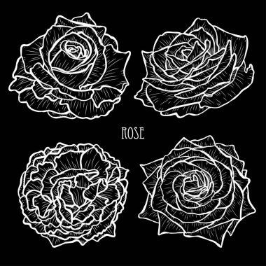 Dekoratif gül çiçek ayarla, tasarım öğeleri. Tasarımını yazdırma, kartları, davetiyeleri, afişler, posterler için kullanılabilir. Çiçek arka planda satır sanat tarzı