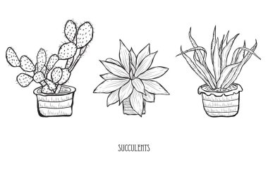 Dekoratif succulents ayarla, tasarım öğeleri. Tasarımını yazdırma, kartları, davetiyeleri, afişler, posterler için kullanılabilir. Çiçek arka planda satır sanat tarzı