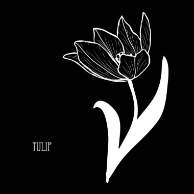 Dekoratif Lale çiçek, tasarım öğesi. Tasarımını yazdırma, kartları, davetiyeleri, afişler, posterler için kullanılabilir. Çiçek arka planda satır sanat tarzı