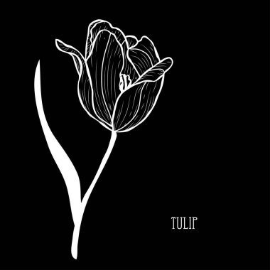 Dekoratif Lale çiçek, tasarım öğesi. Tasarımını yazdırma, kartları, davetiyeleri, afişler, posterler için kullanılabilir. Çiçek arka planda satır sanat tarzı