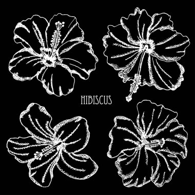 Dekoratif hibiscus çiçek ayarla, tasarım öğeleri. Tasarımını yazdırma, kartları, davetiyeleri, afişler, posterler için kullanılabilir. Çiçek arka planda satır sanat tarzı