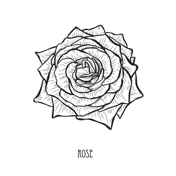 装饰玫瑰花 设计元素 可用于卡片 打印设计 花卉背景的线条艺术风格 — 图库矢量图片