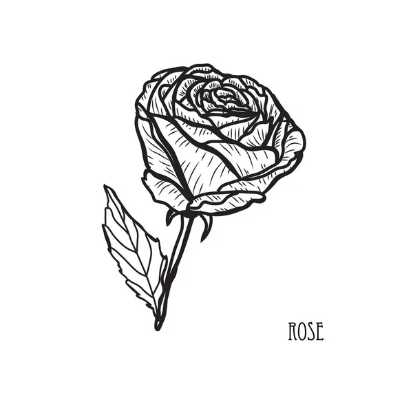 Διακοσμητικό Τριαντάφυλλο Λουλούδι Στοιχείο Του Σχεδιασμού Μπορεί Χρησιμοποιηθεί Για Κάρτες — Διανυσματικό Αρχείο