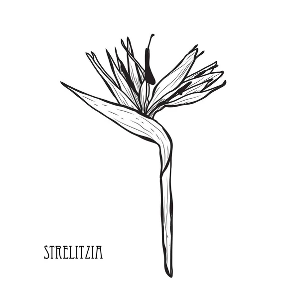 Strelitzia Fiore Decorativo Elemento Design Può Essere Utilizzato Carte Inviti — Vettoriale Stock