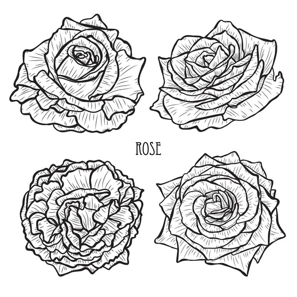 装饰玫瑰花套装 设计元素 可用于卡片 打印设计 花卉背景的线条艺术风格 — 图库矢量图片
