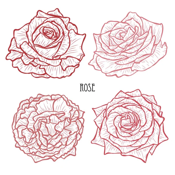 Set Fleurs Roses Décoratives Éléments Design Peut Être Utilisé Pour — Image vectorielle