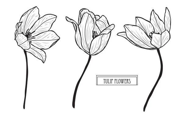 Set Decorativo Flores Tulipán Elementos Diseño Puede Utilizar Para Tarjetas — Archivo Imágenes Vectoriales