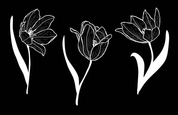 Dekoratif Lale Çiçek Ayarla Tasarım Öğeleri Tasarımını Yazdırma Kartları Davetiyeleri — Stok Vektör