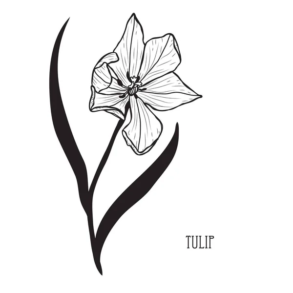 Τουλίπα Διακοσμητικό Λουλούδι Στοιχείο Του Σχεδιασμού Μπορεί Χρησιμοποιηθεί Για Κάρτες — Διανυσματικό Αρχείο