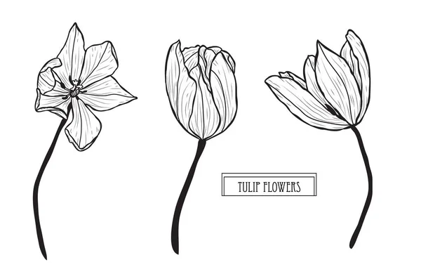 Set Decorativo Flores Tulipán Elementos Diseño Puede Utilizar Para Tarjetas — Archivo Imágenes Vectoriales