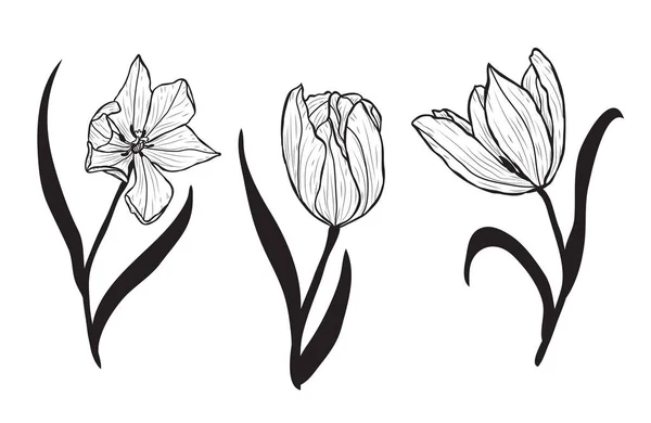 装飾的なチューリップの花セットは 要素をデザインします カード 招待状 バナー ポスターに使用することができます デザインを印刷します ライン アート スタイルで花の背景 — ストックベクタ