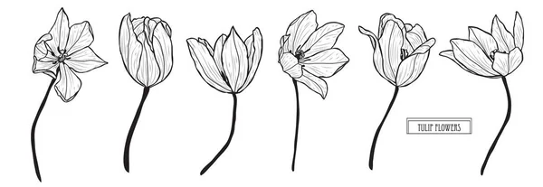 Set Fiori Tulipano Decorativi Elementi Design Può Essere Utilizzato Carte — Vettoriale Stock