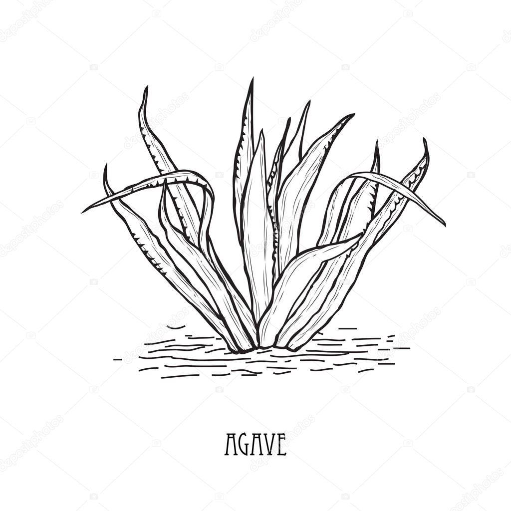 Decorative agave plant, design element. Can be used for cards, invitations, banners, posters, print design. Floral background in line art style