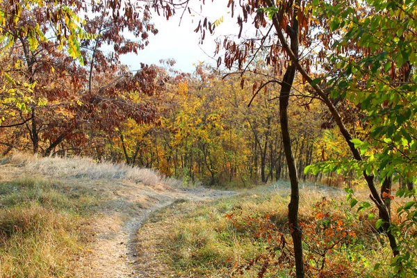 Mooi Herfst Landschap Met Kleurrijke Bomen Achtergrond Van Natuur Herfst — Stockfoto