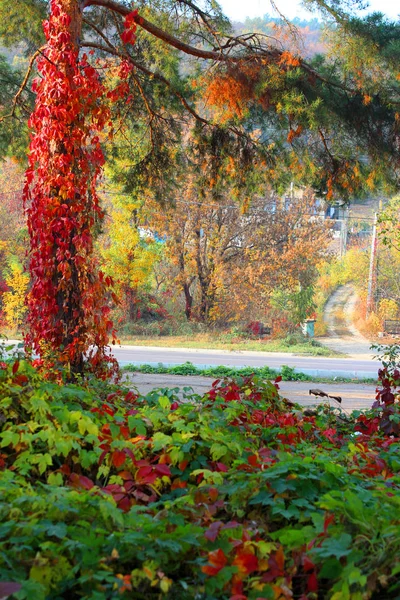 Όμορφο Φθινοπωρινό Τοπίο Πολύχρωμα Δέντρα Φύση Φόντο Φθινόπωρο Σεζόν — Φωτογραφία Αρχείου