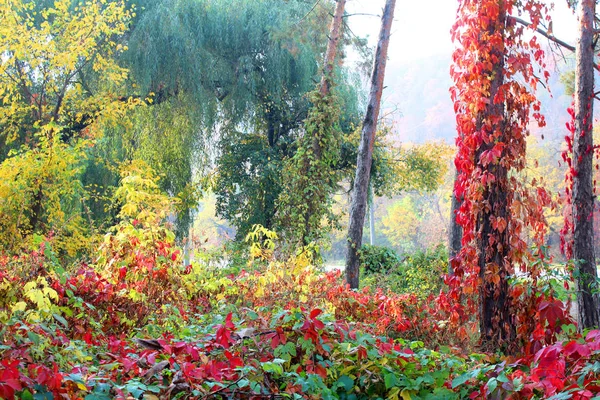 Beau Paysage Automne Avec Des Arbres Colorés Fond Naturel Saison — Photo