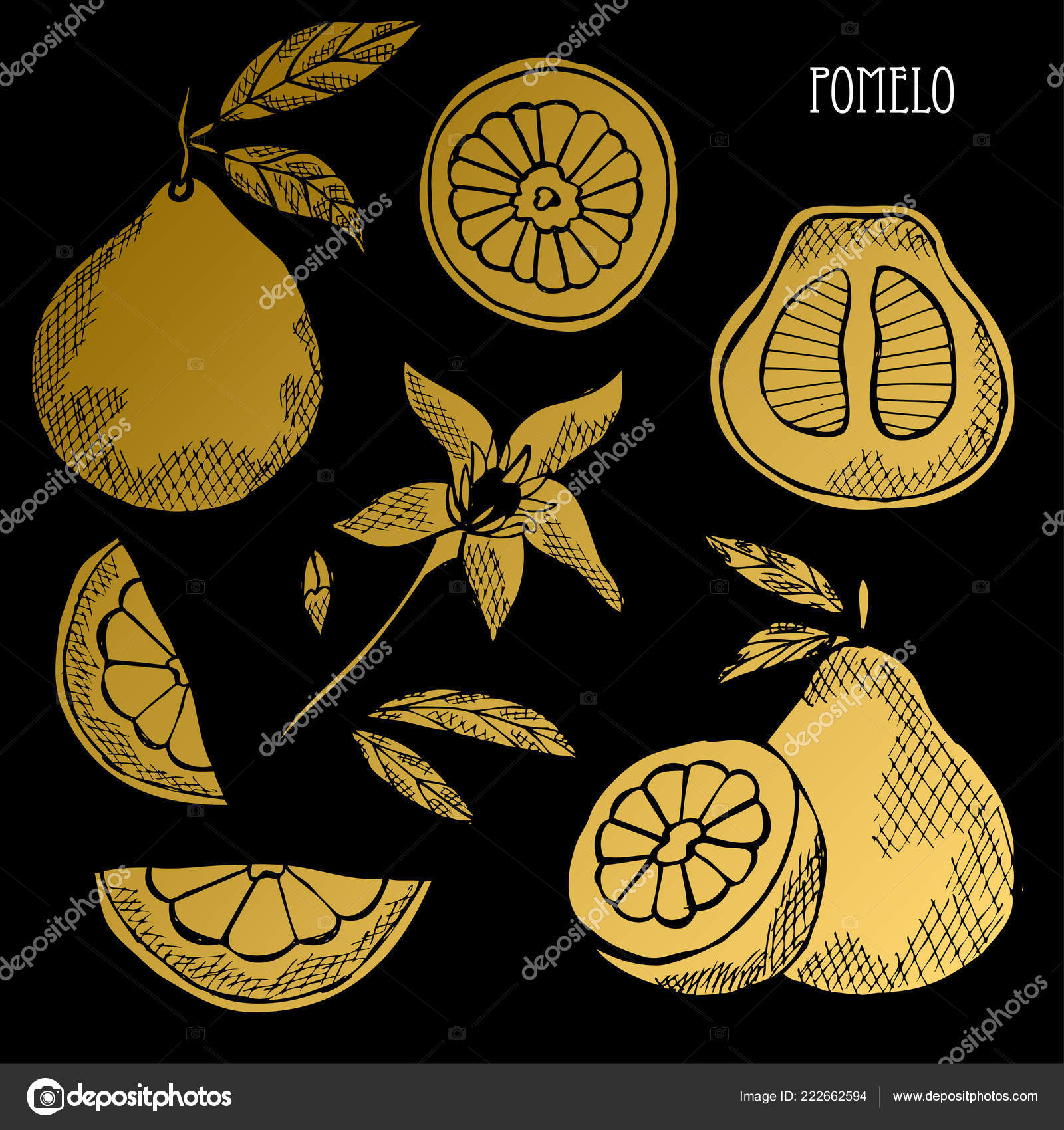 Hand Drawn Golden Pomelos Whole Sliced Design Elements Can Used Stock