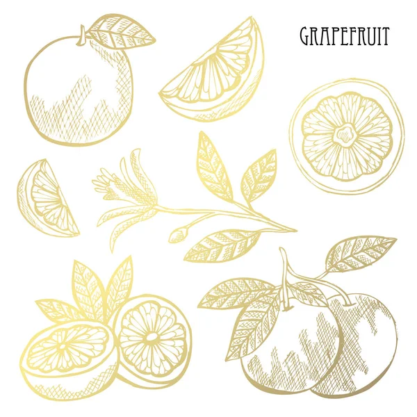 Hand Drawn Golden Grapefruits Whole Sliced Design Elements Can Used — Stock Vector