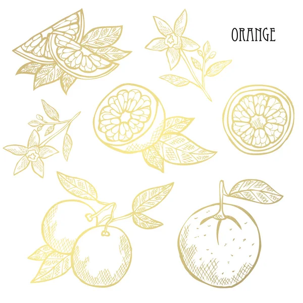 Oranges Dorées Dessinées Main Entières Tranchées Éléments Design Peut Être — Image vectorielle