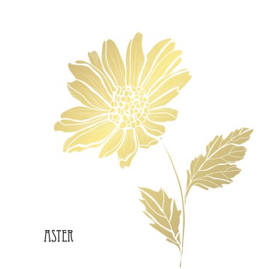 Dekoratif aster çiçek, tasarım öğesi. Tasarımını yazdırma, kartları, davetiyeleri, afişler, posterler için kullanılabilir. Altın çiçek