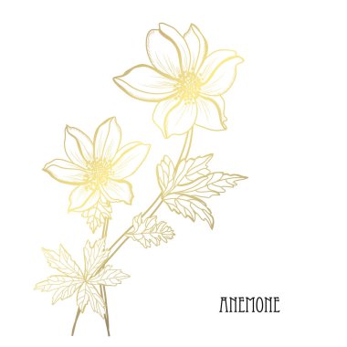 Dekoratif anemon çiçekleri, tasarım öğeleri. Tasarımını yazdırma, kartları, davetiyeleri, afişler, posterler için kullanılabilir. Altın çiçek