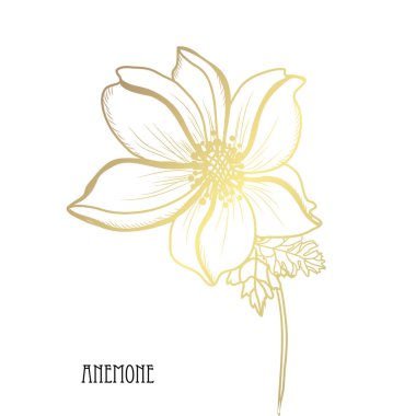 Dekoratif anemon çiçekleri, tasarım öğeleri. Tasarımını yazdırma, kartları, davetiyeleri, afişler, posterler için kullanılabilir. Altın çiçek