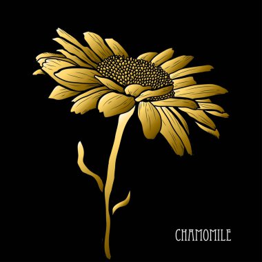 Dekoratif papatya çiçek, tasarım öğesi. Tasarımını yazdırma, kartları, davetiyeleri, afişler, posterler için kullanılabilir. Altın çiçek