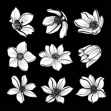 Dekoratif anemone çiçekler ayarla, tasarım öğeleri. Tasarımını yazdırma, kartları, davetiyeleri, afişler, posterler için kullanılabilir. Çiçek arka planda satır sanat tarzı