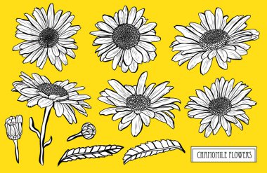 Dekoratif papatya çiçeği ayarla, tasarım öğeleri. Tasarımını yazdırma, kartları, davetiyeleri, afişler, posterler için kullanılabilir. Çiçek arka planda satır sanat tarzı