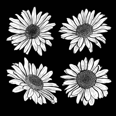 Dekoratif papatya çiçeği ayarla, tasarım öğeleri. Tasarımını yazdırma, kartları, davetiyeleri, afişler, posterler için kullanılabilir. Çiçek arka planda satır sanat tarzı