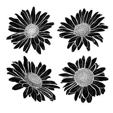 Dekoratif papatya çiçeği ayarla, tasarım öğeleri. Tasarımını yazdırma, kartları, davetiyeleri, afişler, posterler için kullanılabilir. Çiçek arka planda satır sanat tarzı