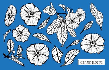 Dekoratif akasma çiçekler ayarla, tasarım öğeleri. Tasarımını yazdırma, kartları, davetiyeleri, afişler, posterler için kullanılabilir. Çiçek arka planda satır sanat tarzı