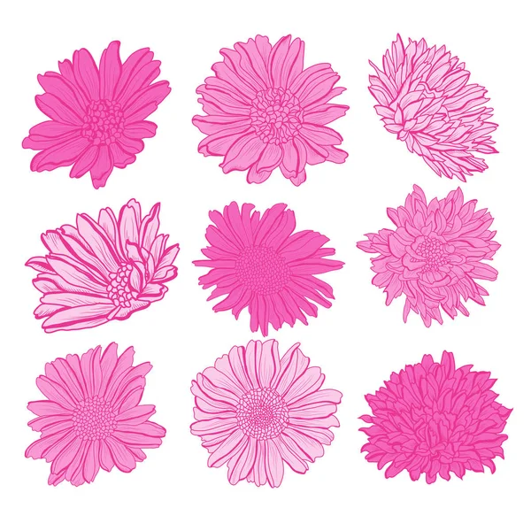 Dekoratív Aster Virágok Design Elemeket Használható Kártyák Meghívókat Bannerek Poszterek — Stock Vector