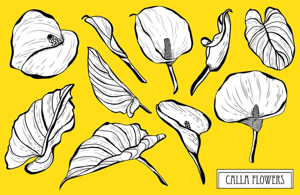 Dekorative Calla Blumen Gestaltungselemente Kann Für Karten Einladungen Banner Poster — Stockvektor