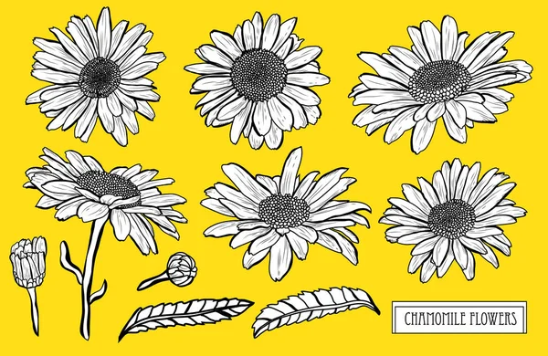 Conjunto Decorativo Flores Manzanilla Elementos Diseño Puede Utilizar Para Tarjetas — Archivo Imágenes Vectoriales