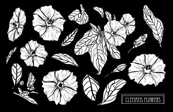 装饰铁线莲花集 设计元素 可用于贺卡 平面设计 线条艺术风格的花卉背景 — 图库矢量图片